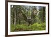 Great Grey Owl (Strix Nebulosa) in Flight in Boreal Forest, Northern Oulu, Finland, June 2008-Cairns-Framed Photographic Print