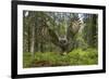 Great Grey Owl (Strix Nebulosa) in Flight in Boreal Forest, Northern Oulu, Finland, June 2008-Cairns-Framed Photographic Print