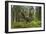 Great Grey Owl (Strix Nebulosa) in Flight in Boreal Forest, Northern Oulu, Finland, June 2008-Cairns-Framed Photographic Print