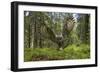 Great Grey Owl (Strix Nebulosa) in Flight in Boreal Forest, Northern Oulu, Finland, June 2008-Cairns-Framed Photographic Print