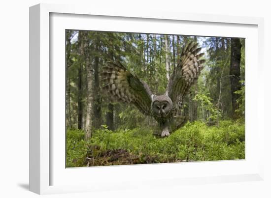 Great Grey Owl (Strix Nebulosa) in Flight in Boreal Forest, Northern Oulu, Finland, June 2008-Cairns-Framed Photographic Print