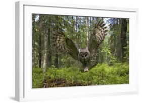 Great Grey Owl (Strix Nebulosa) in Flight in Boreal Forest, Northern Oulu, Finland, June 2008-Cairns-Framed Photographic Print