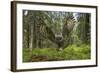 Great Grey Owl (Strix Nebulosa) in Flight in Boreal Forest, Northern Oulu, Finland, June 2008-Cairns-Framed Photographic Print