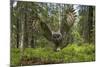 Great Grey Owl (Strix Nebulosa) in Flight in Boreal Forest, Northern Oulu, Finland, June 2008-Cairns-Mounted Photographic Print