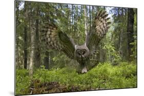 Great Grey Owl (Strix Nebulosa) in Flight in Boreal Forest, Northern Oulu, Finland, June 2008-Cairns-Mounted Photographic Print