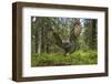 Great Grey Owl (Strix Nebulosa) in Flight in Boreal Forest, Northern Oulu, Finland, June 2008-Cairns-Framed Photographic Print