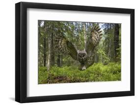 Great Grey Owl (Strix Nebulosa) in Flight in Boreal Forest, Northern Oulu, Finland, June 2008-Cairns-Framed Photographic Print