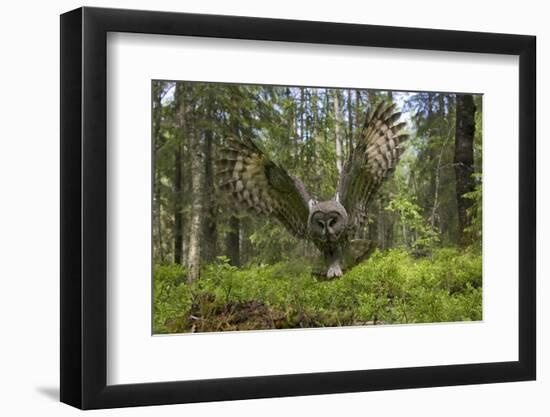 Great Grey Owl (Strix Nebulosa) in Flight in Boreal Forest, Northern Oulu, Finland, June 2008-Cairns-Framed Photographic Print