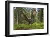 Great Grey Owl (Strix Nebulosa) in Flight in Boreal Forest, Northern Oulu, Finland, June 2008-Cairns-Framed Photographic Print