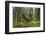 Great Grey Owl (Strix Nebulosa) in Flight in Boreal Forest, Northern Oulu, Finland, June 2008-Cairns-Framed Photographic Print