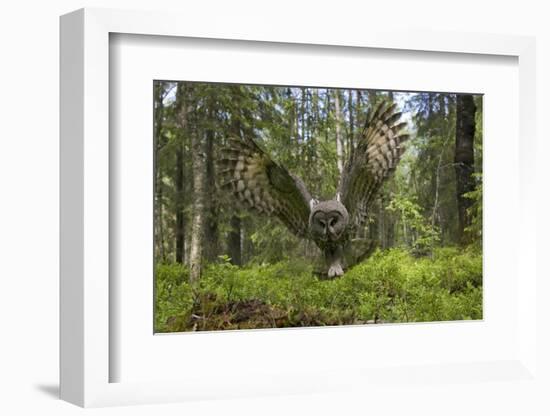 Great Grey Owl (Strix Nebulosa) in Flight in Boreal Forest, Northern Oulu, Finland, June 2008-Cairns-Framed Photographic Print