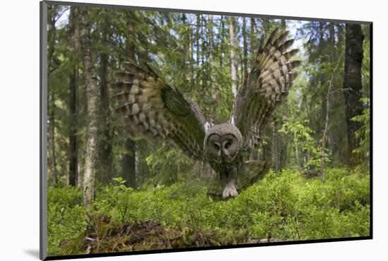 Great Grey Owl (Strix Nebulosa) in Flight in Boreal Forest, Northern Oulu, Finland, June 2008-Cairns-Mounted Photographic Print