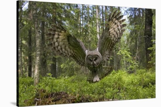 Great Grey Owl (Strix Nebulosa) in Flight in Boreal Forest, Northern Oulu, Finland, June 2008-Cairns-Stretched Canvas