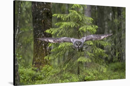 Great Grey Owl (Strix Nebulosa) in Flight in Boreal Forest, Northern Oulu, Finland, June 2008-Cairns-Stretched Canvas