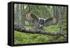 Great Grey Owl (Strix Nebulosa) Landing on Branch, Oulu, Finland, June 2008-Cairns-Framed Stretched Canvas