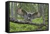 Great Grey Owl (Strix Nebulosa) Landing on Branch, Oulu, Finland, June 2008-Cairns-Framed Stretched Canvas