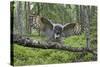 Great Grey Owl (Strix Nebulosa) Landing on Branch, Oulu, Finland, June 2008-Cairns-Stretched Canvas