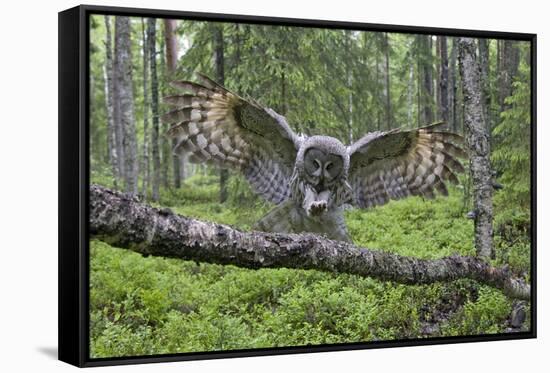 Great Grey Owl (Strix Nebulosa) Landing on Branch, Oulu, Finland, June 2008-Cairns-Framed Stretched Canvas