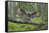 Great Grey Owl (Strix Nebulosa) Landing on Branch, Oulu, Finland, June 2008-Cairns-Framed Stretched Canvas