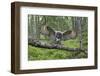 Great Grey Owl (Strix Nebulosa) Landing on Branch, Oulu, Finland, June 2008-Cairns-Framed Premium Photographic Print