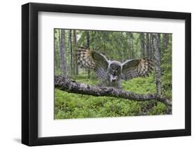 Great Grey Owl (Strix Nebulosa) Landing on Branch, Oulu, Finland, June 2008-Cairns-Framed Premium Photographic Print