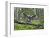 Great Grey Owl (Strix Nebulosa) Landing on Branch, Oulu, Finland, June 2008-Cairns-Framed Premium Photographic Print