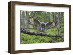 Great Grey Owl (Strix Nebulosa) Landing on Branch, Oulu, Finland, June 2008-Cairns-Framed Photographic Print