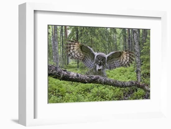 Great Grey Owl (Strix Nebulosa) Landing on Branch, Oulu, Finland, June 2008-Cairns-Framed Photographic Print