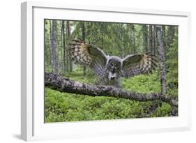 Great Grey Owl (Strix Nebulosa) Landing on Branch, Oulu, Finland, June 2008-Cairns-Framed Photographic Print