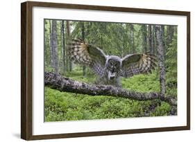 Great Grey Owl (Strix Nebulosa) Landing on Branch, Oulu, Finland, June 2008-Cairns-Framed Photographic Print