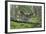 Great Grey Owl (Strix Nebulosa) Landing on Branch, Oulu, Finland, June 2008-Cairns-Framed Photographic Print