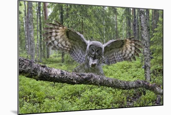 Great Grey Owl (Strix Nebulosa) Landing on Branch, Oulu, Finland, June 2008-Cairns-Mounted Photographic Print