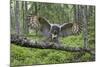 Great Grey Owl (Strix Nebulosa) Landing on Branch, Oulu, Finland, June 2008-Cairns-Mounted Photographic Print
