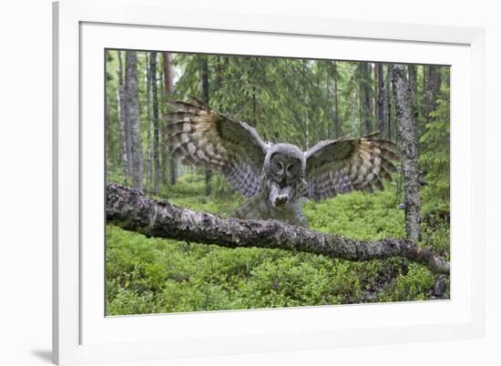 Great Grey Owl (Strix Nebulosa) Landing on Branch, Oulu, Finland, June 2008-Cairns-Framed Photographic Print