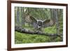 Great Grey Owl (Strix Nebulosa) Landing on Branch, Oulu, Finland, June 2008-Cairns-Framed Photographic Print