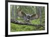 Great Grey Owl (Strix Nebulosa) Landing on Branch, Oulu, Finland, June 2008-Cairns-Framed Photographic Print