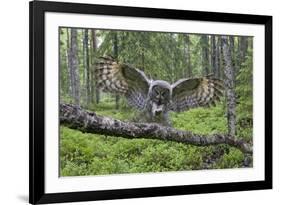 Great Grey Owl (Strix Nebulosa) Landing on Branch, Oulu, Finland, June 2008-Cairns-Framed Photographic Print