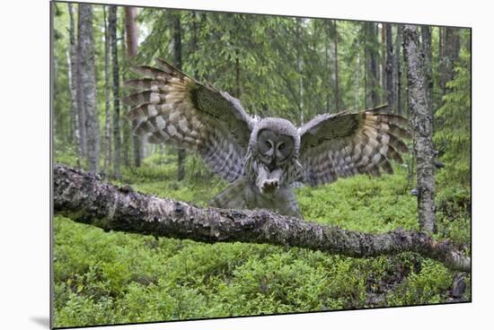 Great Grey Owl (Strix Nebulosa) Landing on Branch, Oulu, Finland, June 2008-Cairns-Mounted Photographic Print