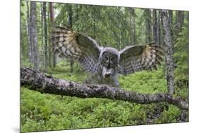 Great Grey Owl (Strix Nebulosa) Landing on Branch, Oulu, Finland, June 2008-Cairns-Mounted Photographic Print