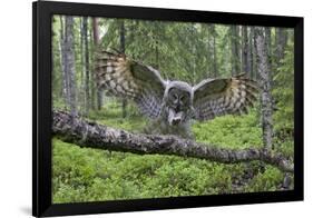 Great Grey Owl (Strix Nebulosa) Landing on Branch, Oulu, Finland, June 2008-Cairns-Framed Photographic Print