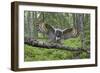 Great Grey Owl (Strix Nebulosa) Landing on Branch, Oulu, Finland, June 2008-Cairns-Framed Photographic Print