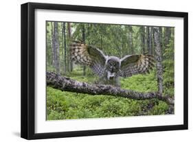 Great Grey Owl (Strix Nebulosa) Landing on Branch, Oulu, Finland, June 2008-Cairns-Framed Photographic Print