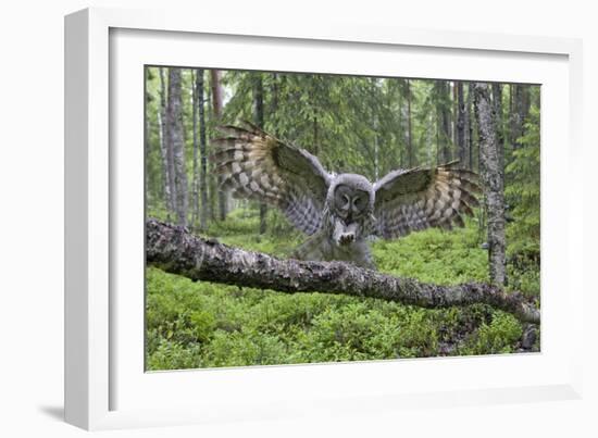 Great Grey Owl (Strix Nebulosa) Landing on Branch, Oulu, Finland, June 2008-Cairns-Framed Photographic Print