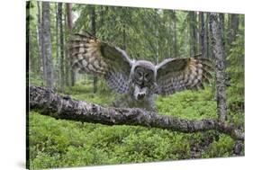 Great Grey Owl (Strix Nebulosa) Landing on Branch, Oulu, Finland, June 2008-Cairns-Stretched Canvas