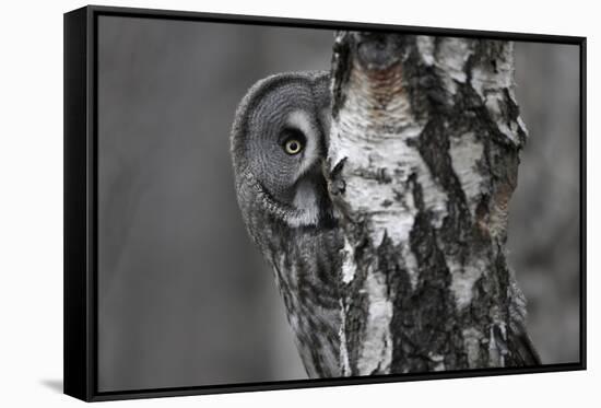 Great Grey Owl (Strix Nebulosa) Peering around Birch Tree, Bergslagen, Sweden, June 2009-Cairns-Framed Stretched Canvas