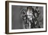 Great Grey Owl (Strix Nebulosa) Peering around Birch Tree, Bergslagen, Sweden, June 2009-Cairns-Framed Photographic Print