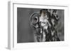 Great Grey Owl (Strix Nebulosa) Peering around Birch Tree, Bergslagen, Sweden, June 2009-Cairns-Framed Photographic Print