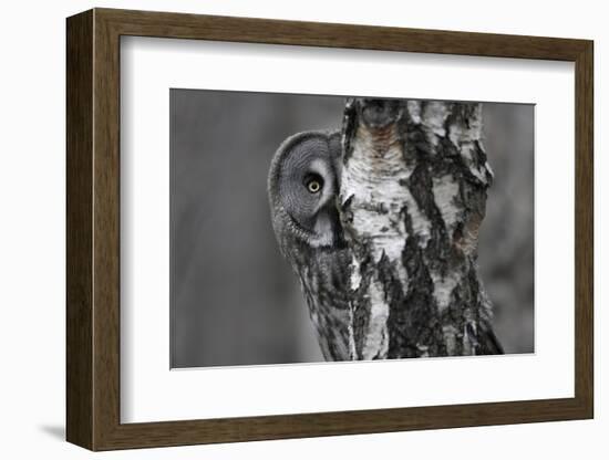 Great Grey Owl (Strix Nebulosa) Peering around Birch Tree, Bergslagen, Sweden, June 2009-Cairns-Framed Photographic Print