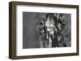 Great Grey Owl (Strix Nebulosa) Peering around Birch Tree, Bergslagen, Sweden, June 2009-Cairns-Framed Photographic Print