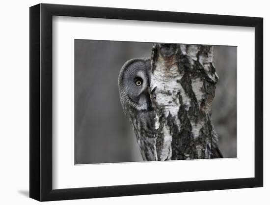 Great Grey Owl (Strix Nebulosa) Peering around Birch Tree, Bergslagen, Sweden, June 2009-Cairns-Framed Photographic Print